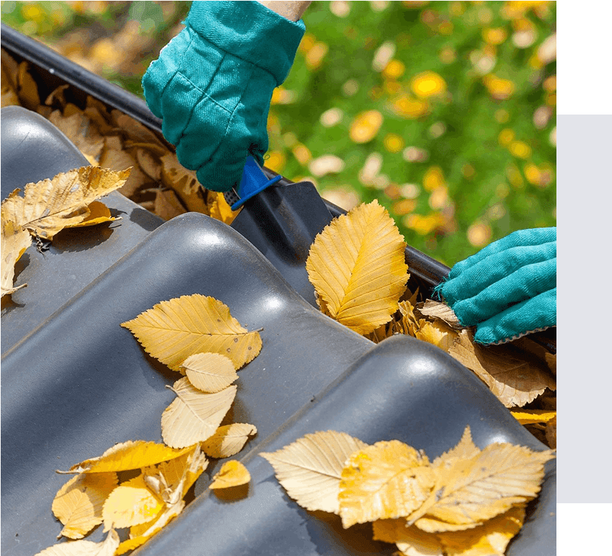 A person cleaning leaves from the gutter of their roof.